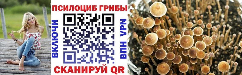 Галлюциногенные грибы MAGIC MUSHROOMS  darknet Telegram  omg онион  Гаврилов Посад  магазин продажи  